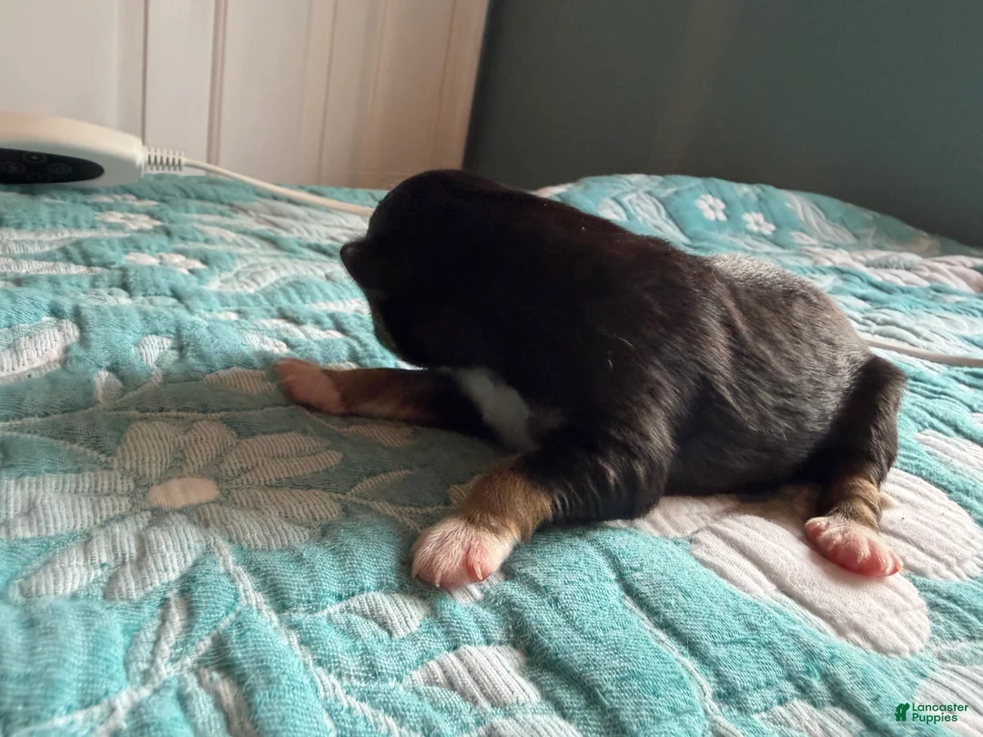 Australian Shepherd dogs for sale: Odessa  - Ad 2