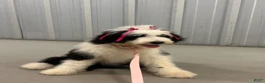 Sheepadoodle 2