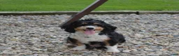 Mini Bernedoodle dogs for sale: Maggie - Ad 5