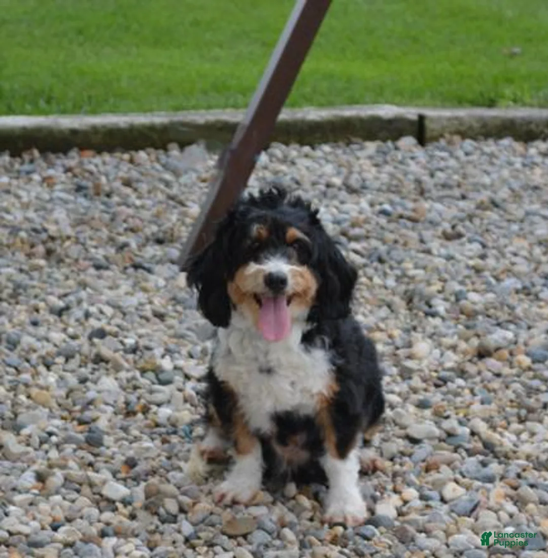 Mini Bernedoodle dogs for sale: Maggie - Ad 5