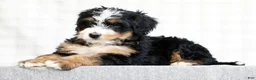 Mini Bernedoodle dogs for sale: Kody - Ad 4