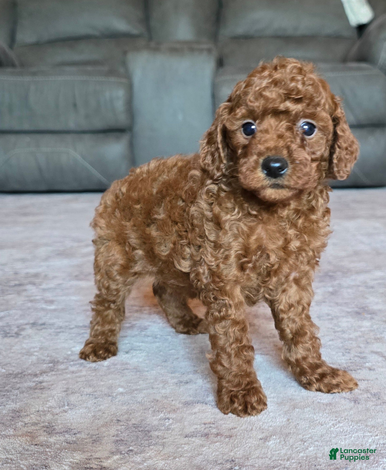 Miniature Poodle dogs for sale: Mini Lola - Ad 2