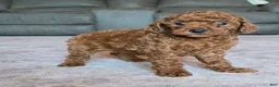 Miniature Poodle dogs for sale: Mini Lola - Ad 2