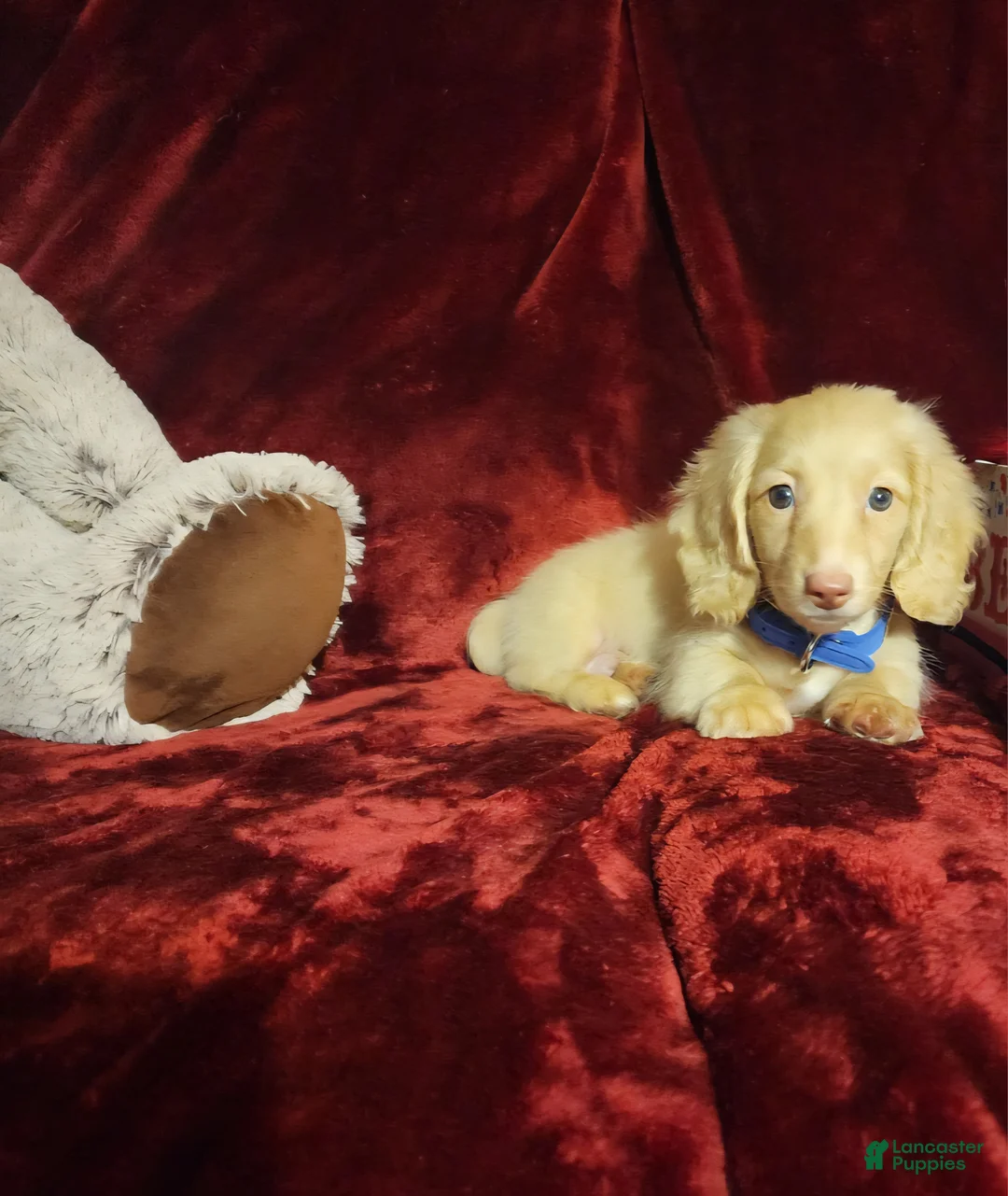 Miniature Dachshund dogs for sale: HUDSON  - Ad 2