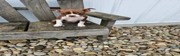 Boston Terrier dogs for sale: Nally - Ad 1