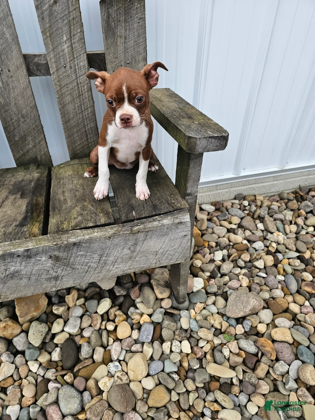 Boston Terrier dogs for sale: Nally - Ad 1