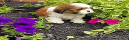 Shih Tzu dogs for sale: DOLLY - Ad 7
