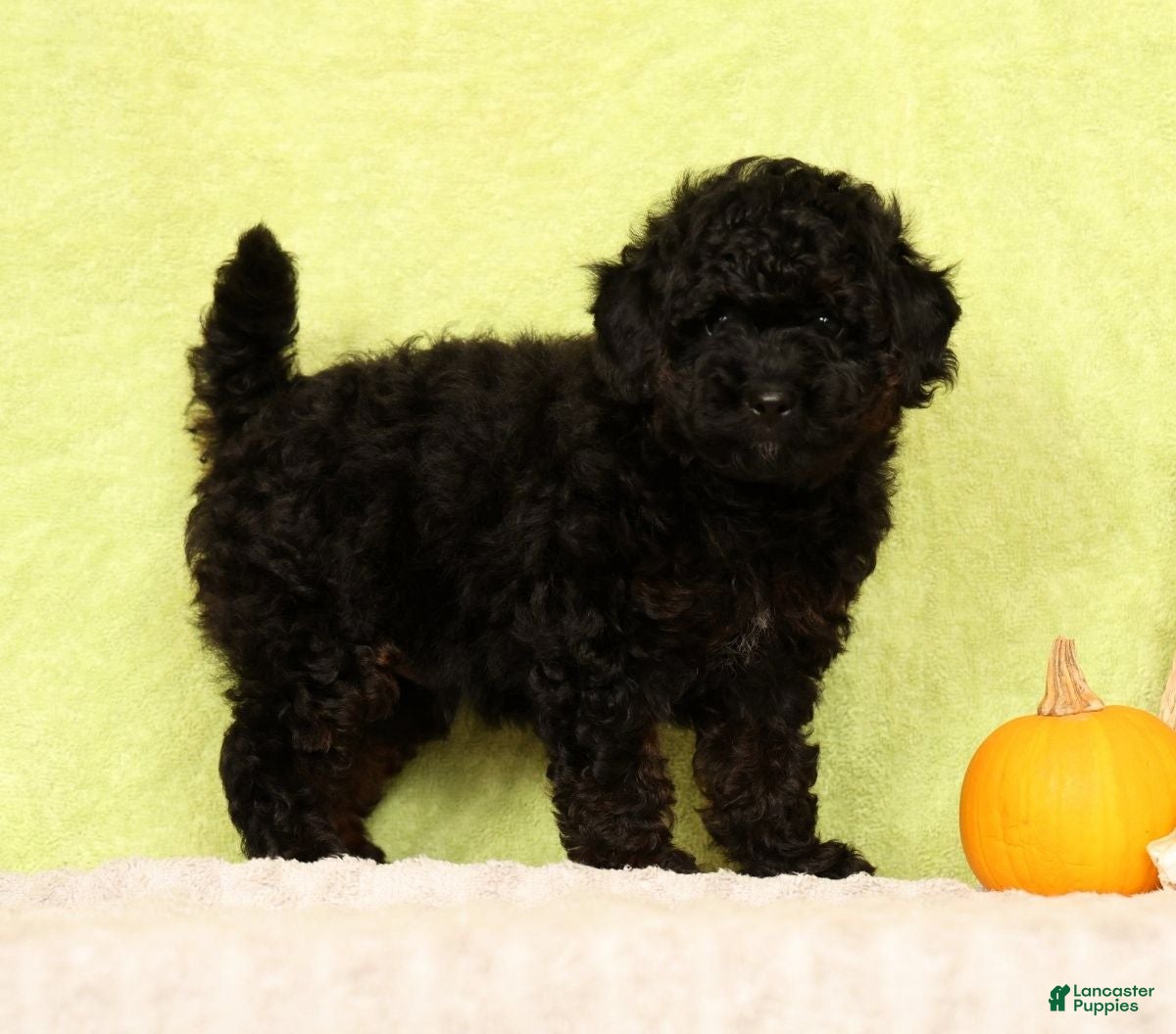 Pomapoo dogs Conner - Ad 2