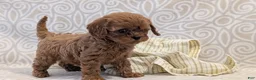 Cavapoo dogs for sale: Tiara - Ad 10