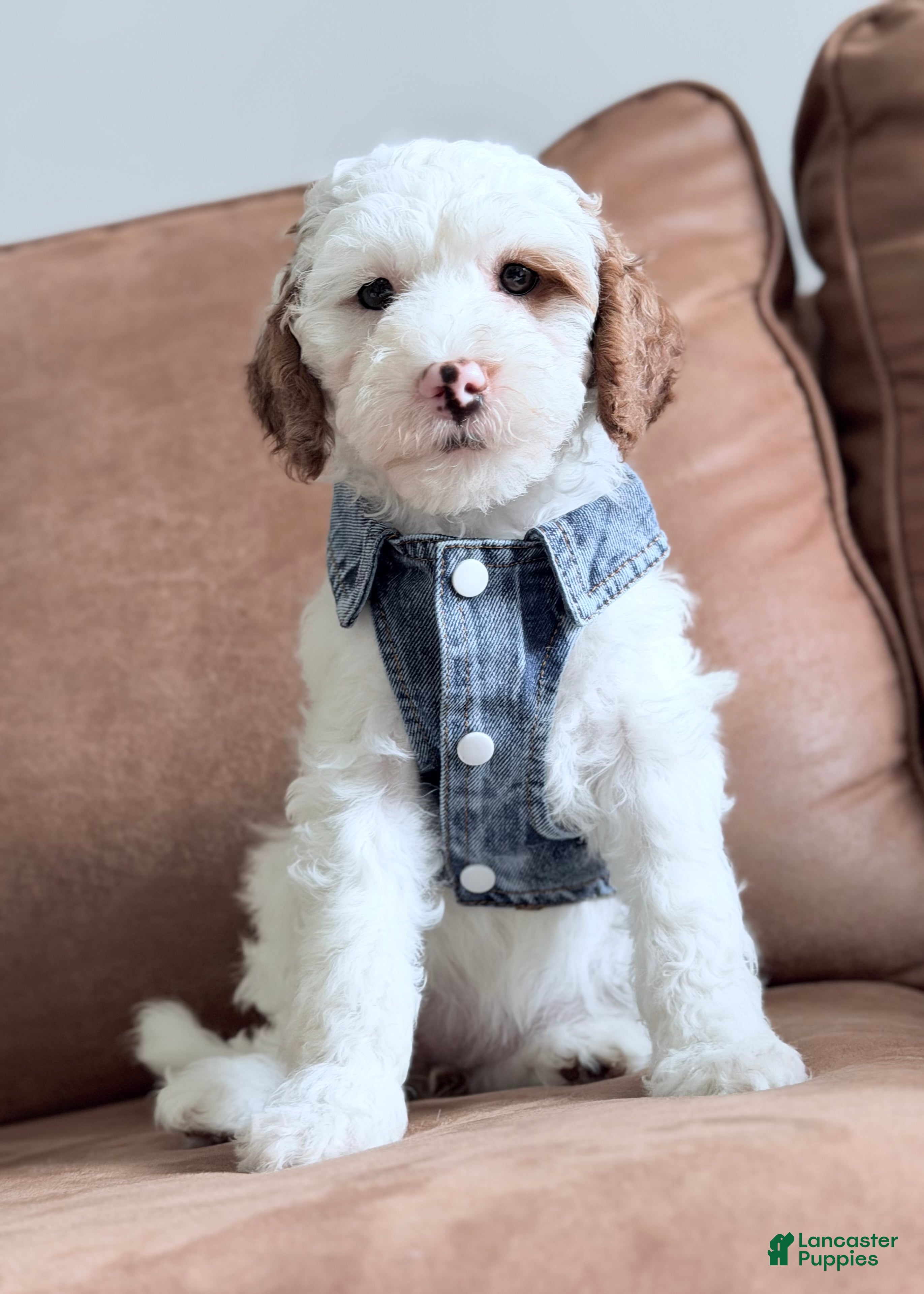 Mini Goldendoodle dogs Marshmallow-petite  - Ad 1