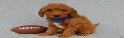 Mini Goldendoodle dogs for sale: Bryce-MEDIUM - Ad 4