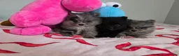 Pomeranian dogs for sale: Diamond  - Ad 4