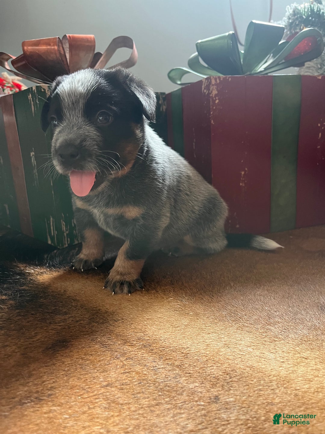 Australian Cattle Dog dogs for sale: Australian Cattle Dog Puppy 1 - Ad 7