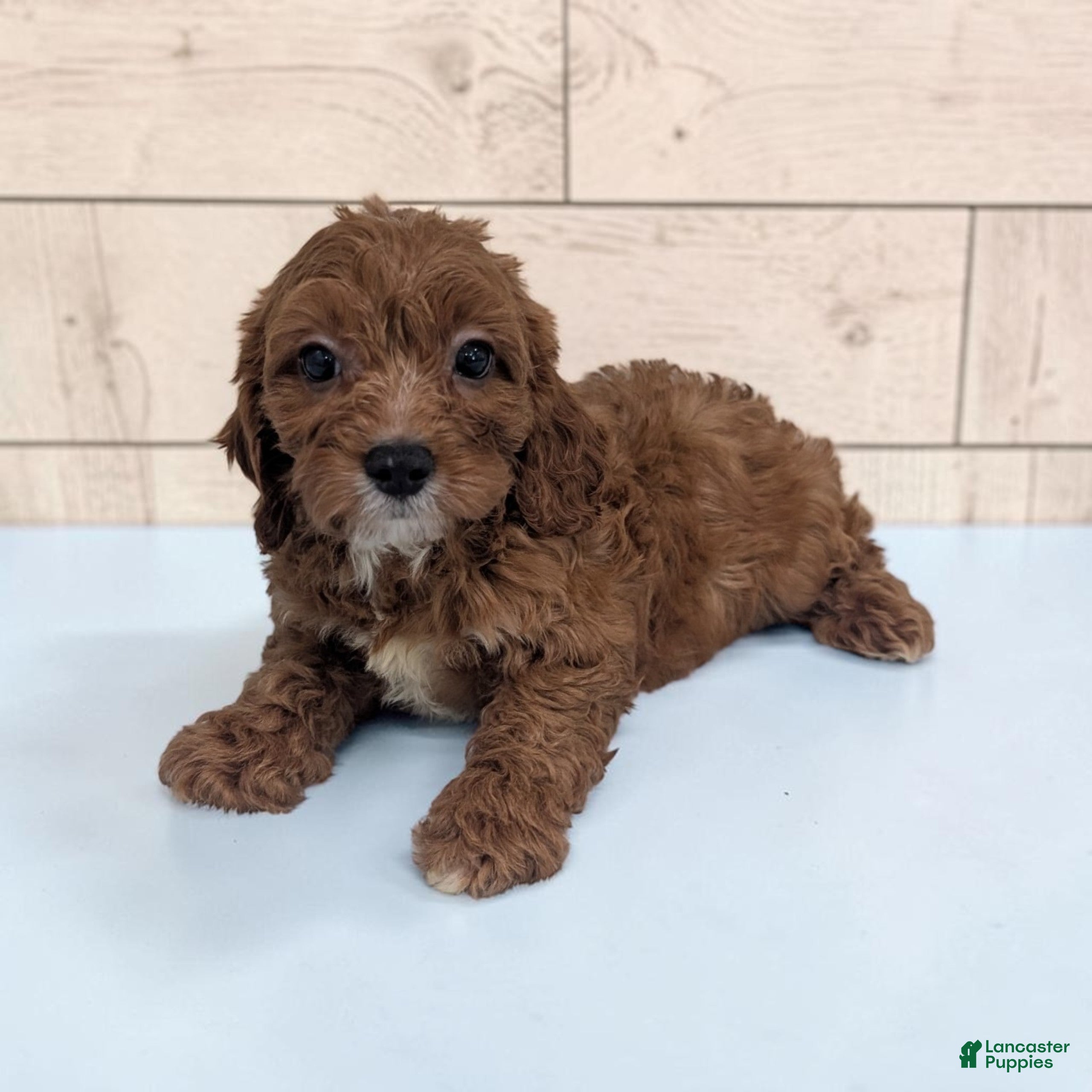 Cavapoo dogs Alex - Ad 2