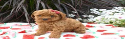 Miniature Poodle dogs for sale: Brittany - Ad 3