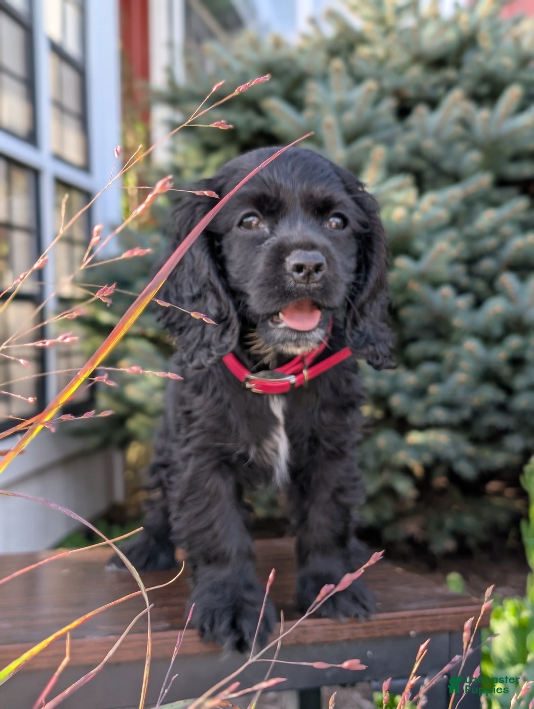 English Cocker Spaniel dogs for sale: Anne - Ad 1