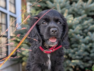 English Cocker Spaniel dogs - Ad 9