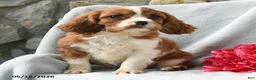 Cavalier King Charles Spaniel dogs for sale: Harmony - Ad 3