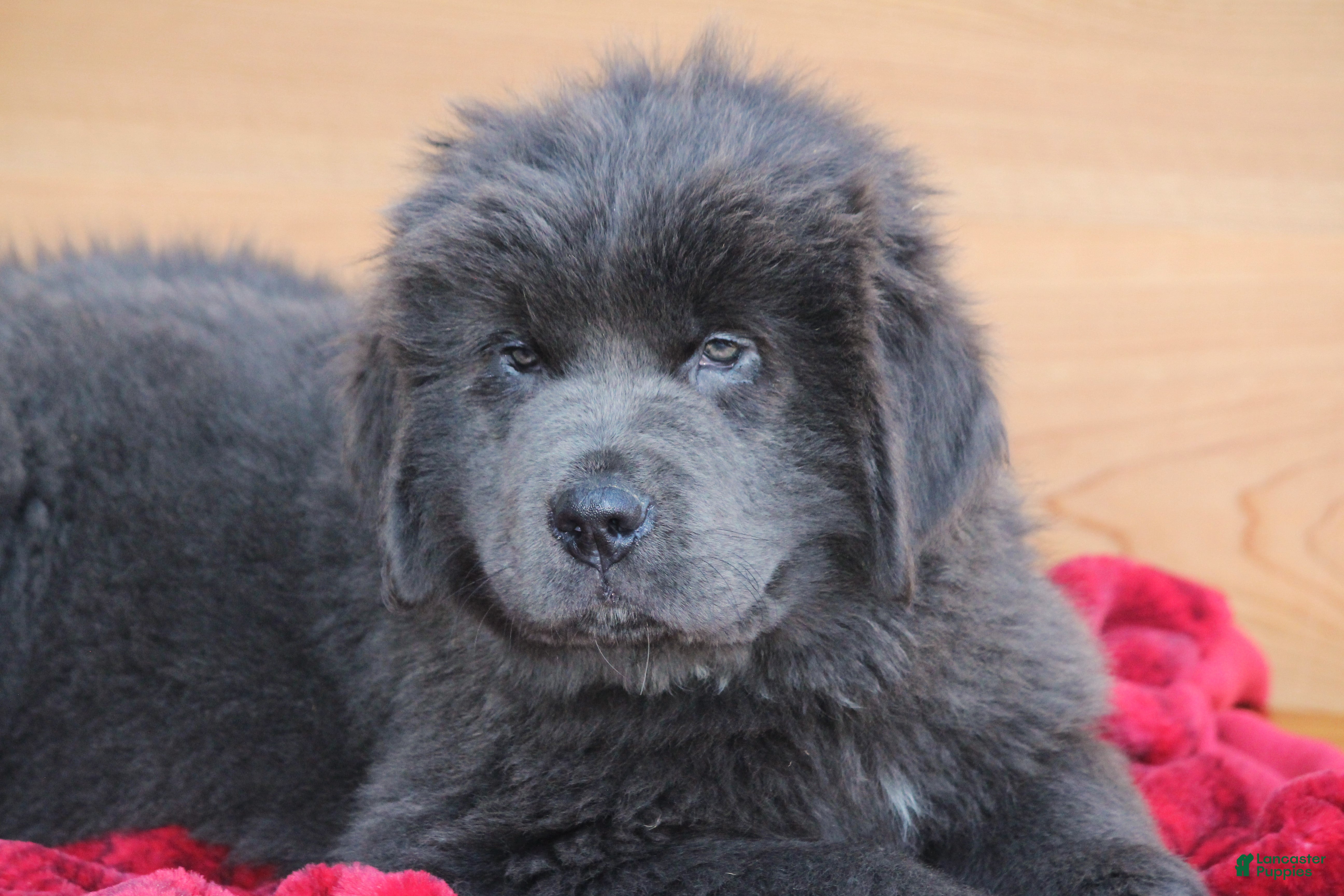 Newfoundland dogs Tess - Ad 3