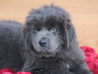 Newfoundland dogs Tess - Ad 3