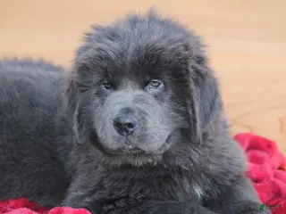 Newfoundland dogs Tess - Ad 4
