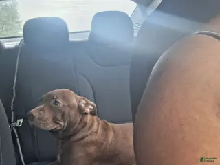 Mixed Breed dogs Mixed Breed Puppy 2 - Ad 2