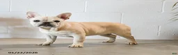 French Bulldog dogs for sale: Creamer - Ad 3