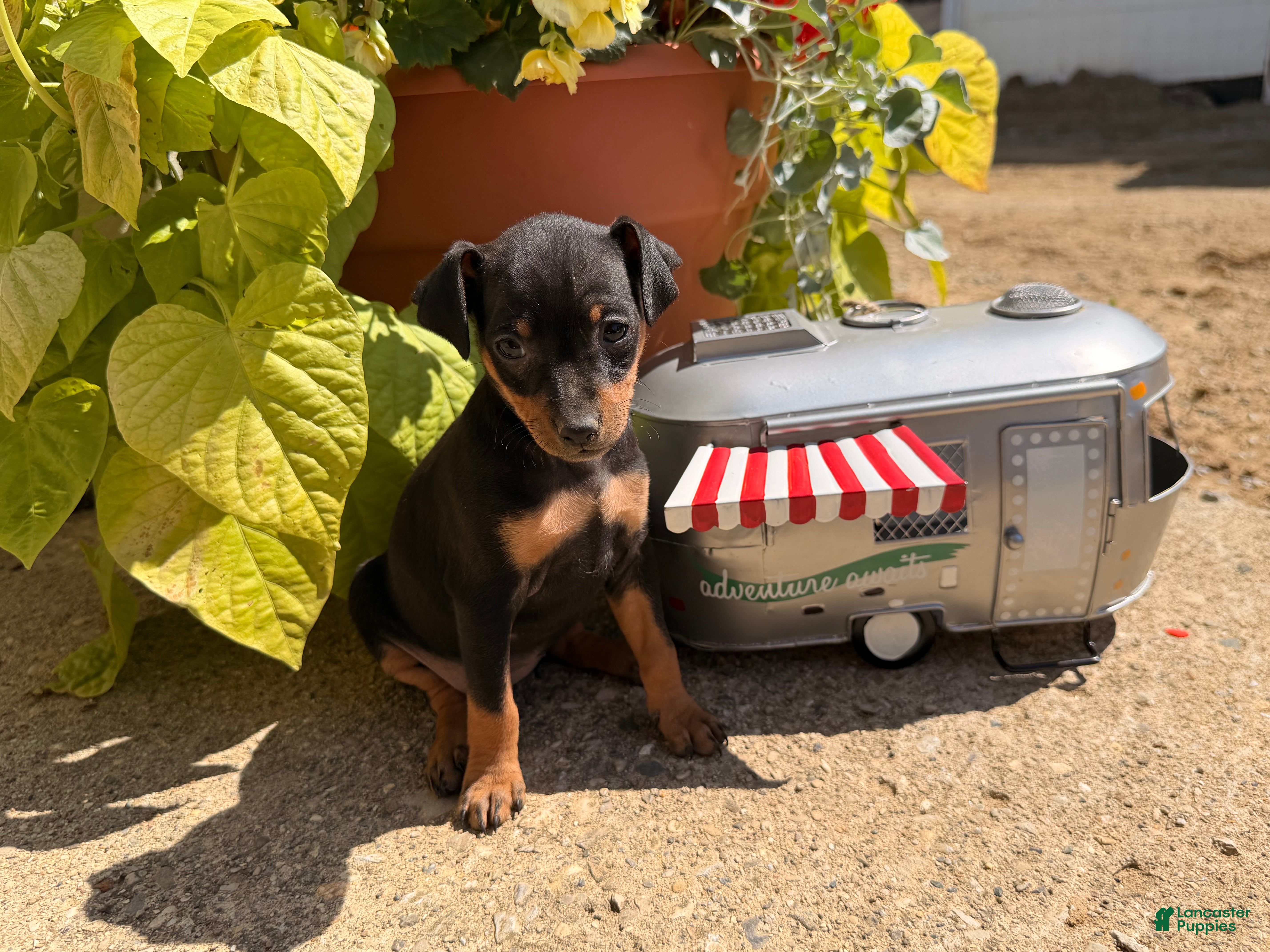 Miniature Pinscher dogs Jemima - Ad 1