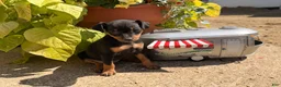 Miniature Pinscher dogs for sale: Jemima - Ad 1