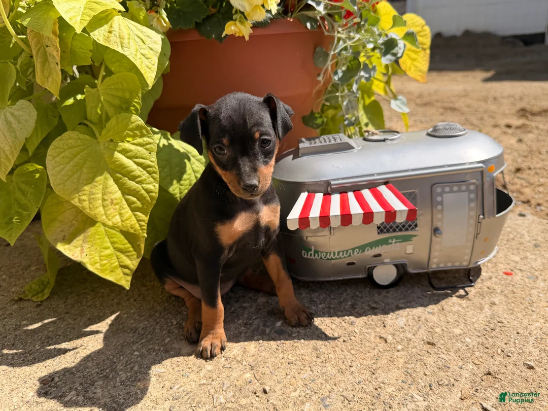 Miniature Pinscher dogs for sale: Jemima - Ad 1
