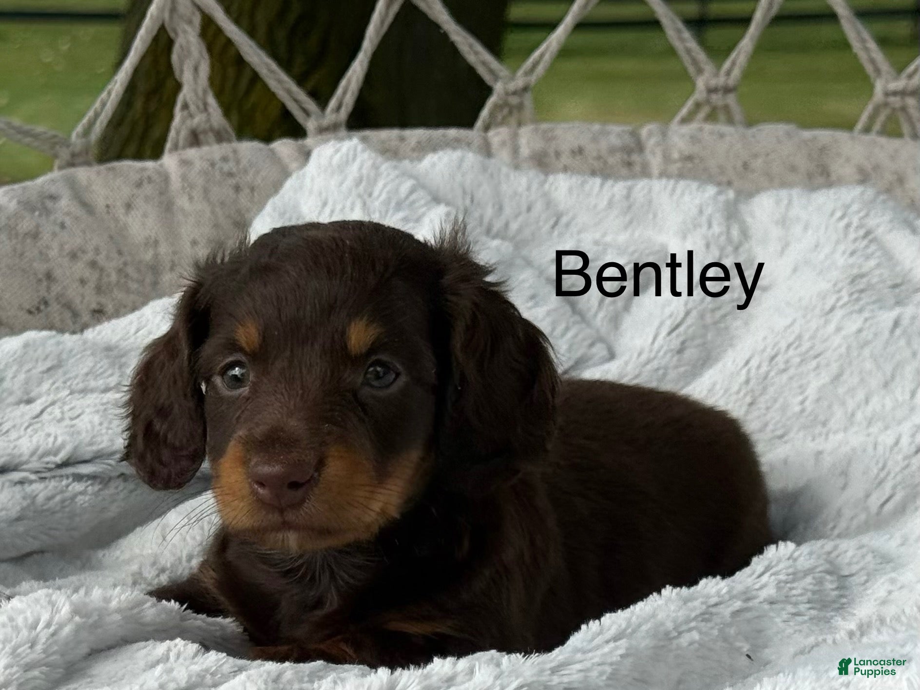 Miniature Dachshund dogs Bentley - Ad 1