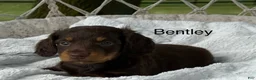 Miniature Dachshund dogs for sale: Bentley - Ad 1