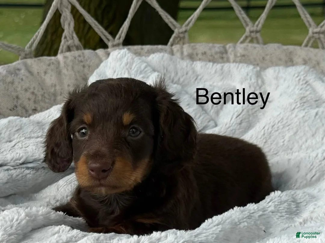 Miniature Dachshund dogs for sale: Bentley - Ad 1