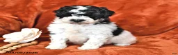 Mini Aussiedoodle dogs for sale: Snoopy - Ad 4