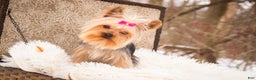 Yorkshire Terrier dogs for sale: Megan - Ad 6