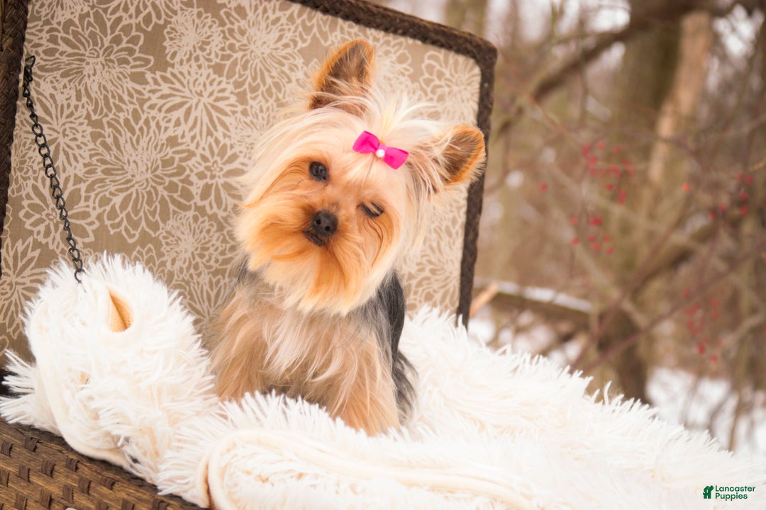 Yorkshire Terrier dogs for sale: Megan - Ad 6