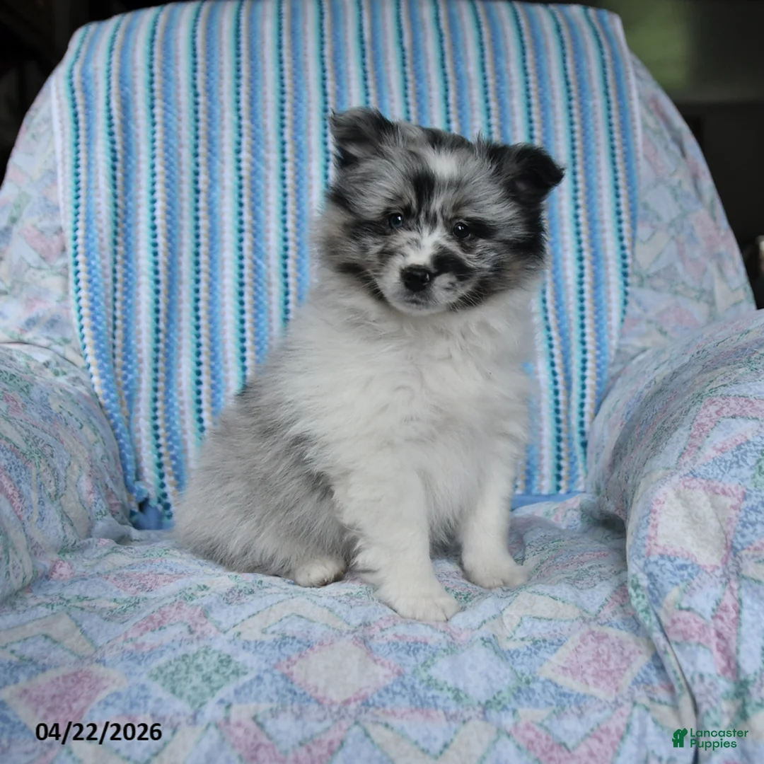 Pomsky dogs for sale: Teddy - Ad 1