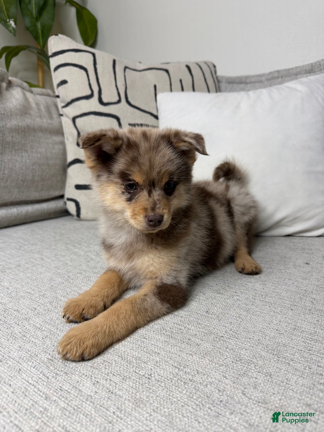 Pomsky dogs for sale: Molly - Ad 4