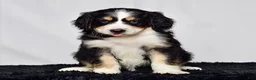 Bernedoodle dogs for sale: Ms. Harper - Ad 3