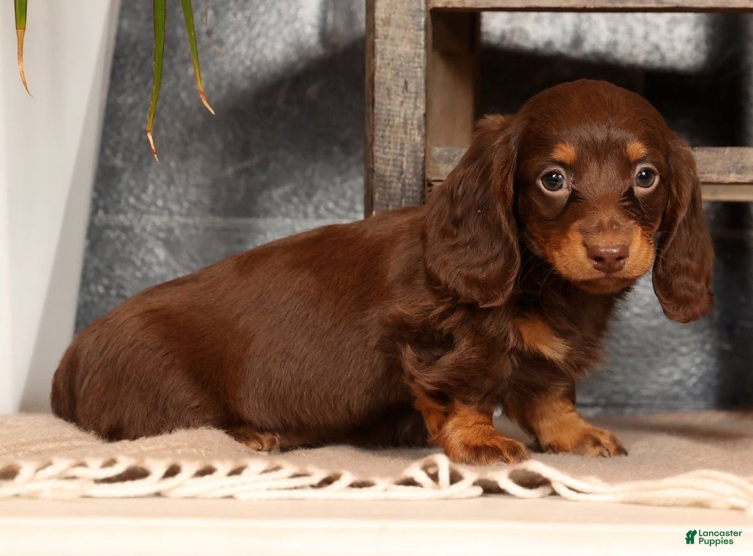 Miniature Dachshund dogs for sale: Alli - Ad 5