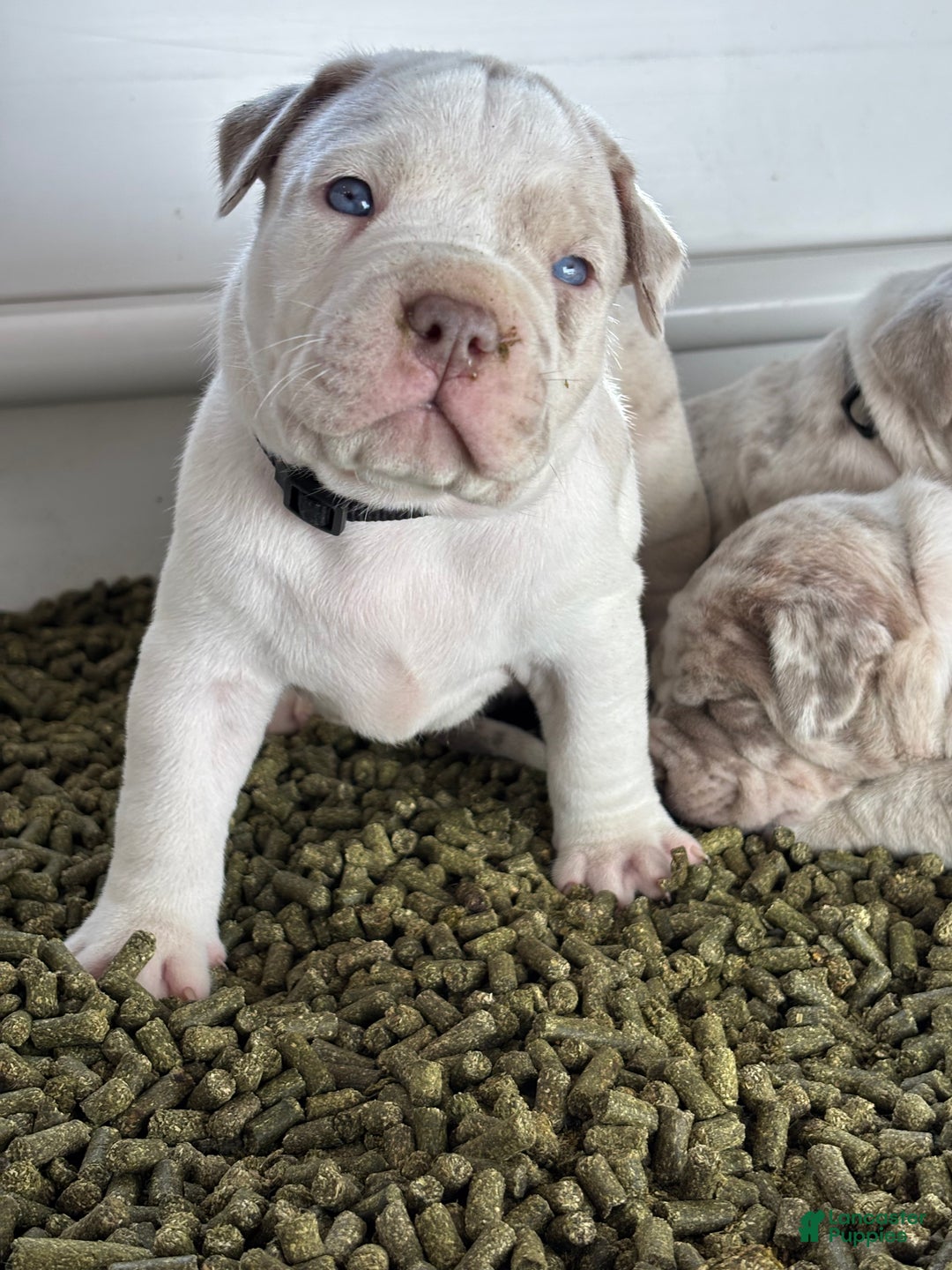 American Bully dogs for sale: CONGO The XL Bully - Ad 1