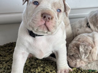 American Bully dogs CONGO - Ad 40