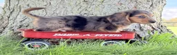 Miniature Dachshund dogs for sale: Cooper - Ad 6