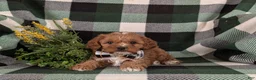 Cavapoo dogs for sale: Elijah - Ad 5