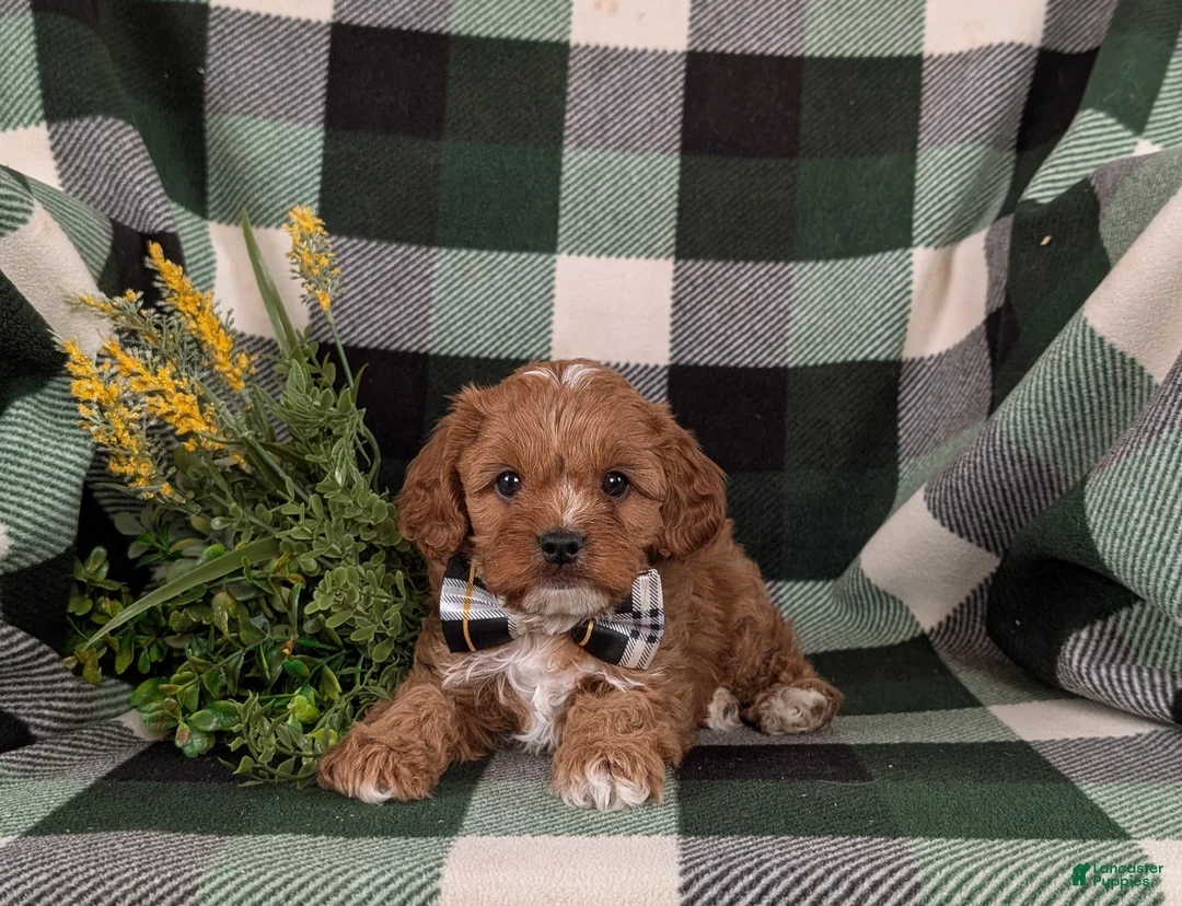 Cavapoo dogs for sale: Elijah - Ad 5
