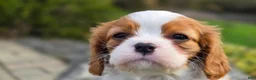 Cavalier King Charles Spaniel dogs for sale: Zion - Ad 5
