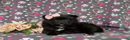 Pomeranian dogs for sale: Millie 9 lbs Full Grown - Ad 6