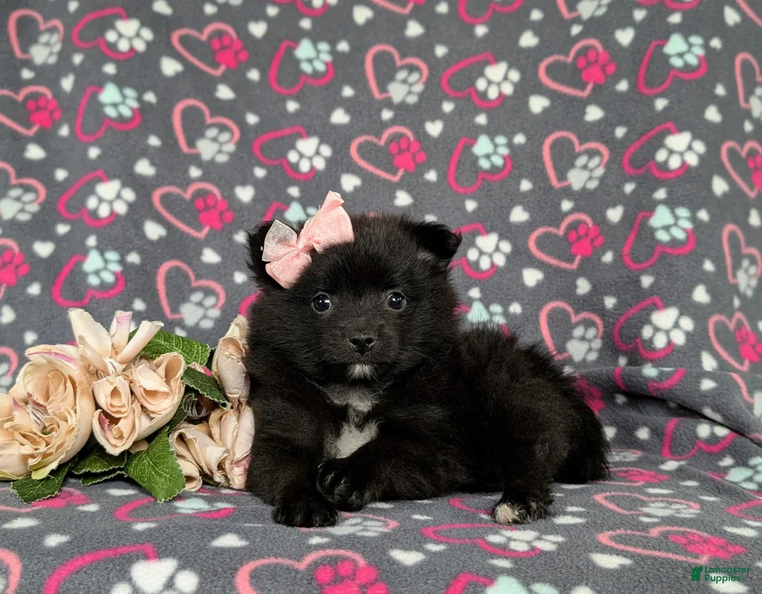 Pomeranian dogs for sale: Millie 9 lbs Full Grown - Ad 6