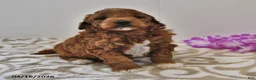 Mini Goldendoodle dogs for sale: Rosebud - Ad 8