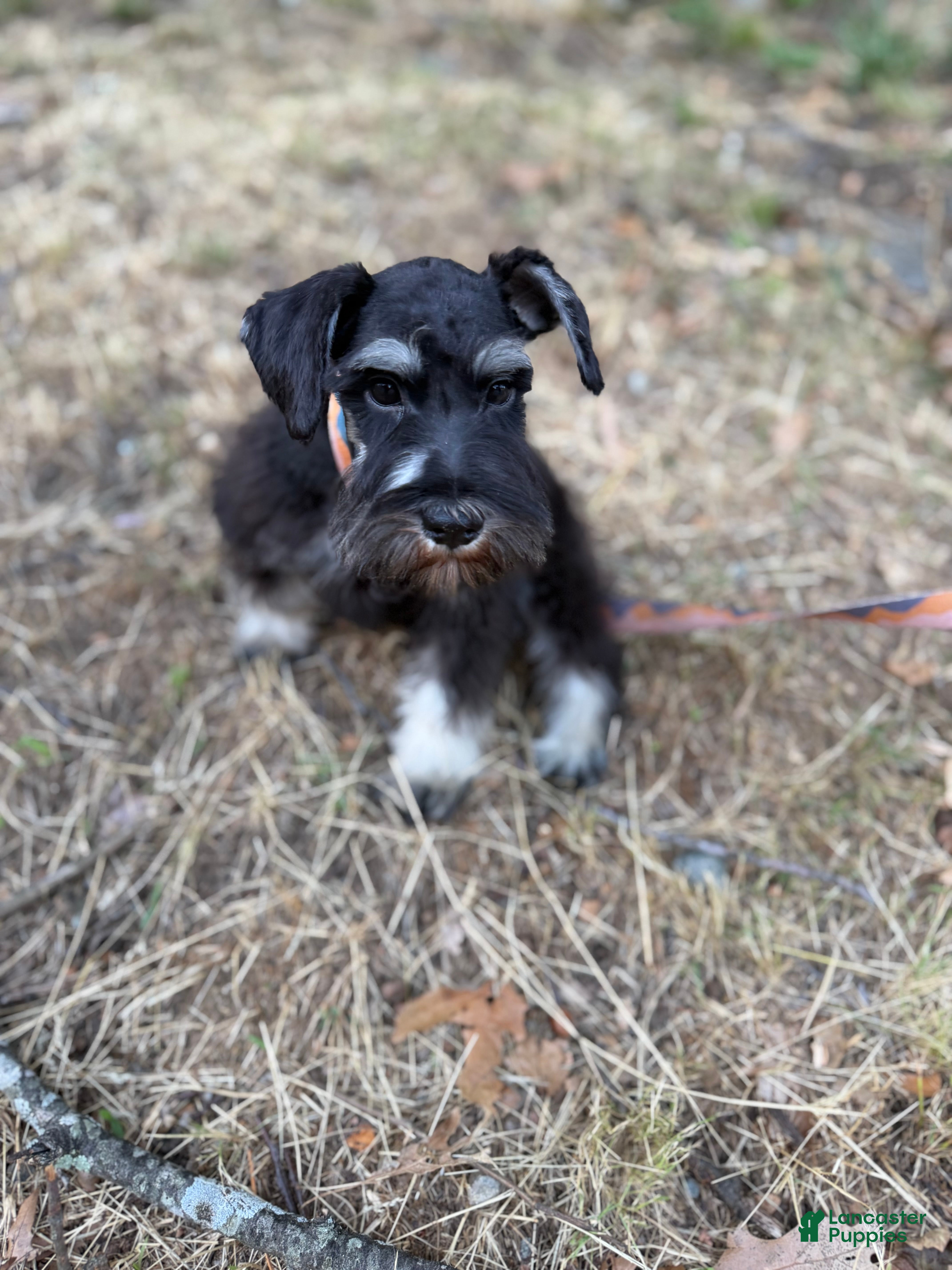 Schnauzer dogs Schnauzer Puppy 3 - Ad 1